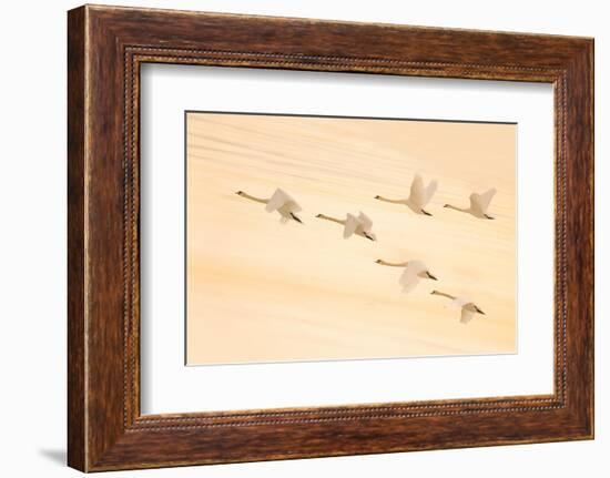 Group Dancing-Feng Qin-Framed Photographic Print