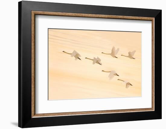 Group Dancing-Feng Qin-Framed Photographic Print