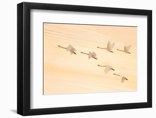 Group Dancing-Feng Qin-Framed Photographic Print