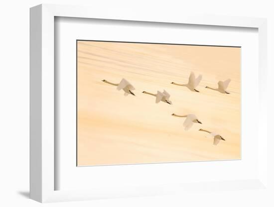 Group Dancing-Feng Qin-Framed Photographic Print