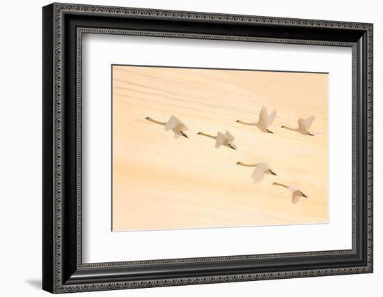 Group Dancing-Feng Qin-Framed Photographic Print