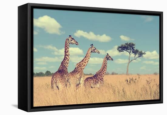 Group Giraffe in National Park of Kenya, Africa-Volodymyr Burdiak-Framed Premier Image Canvas