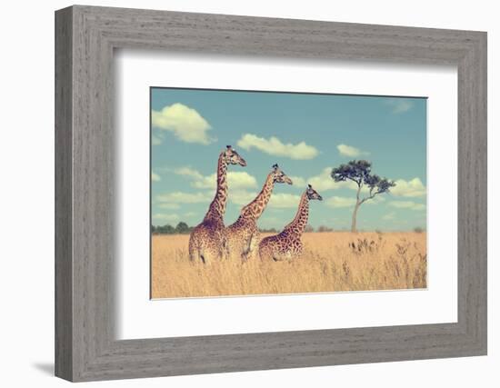 Group Giraffe in National Park of Kenya, Africa-Volodymyr Burdiak-Framed Photographic Print