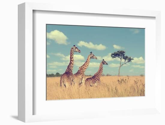 Group Giraffe in National Park of Kenya, Africa-Volodymyr Burdiak-Framed Photographic Print