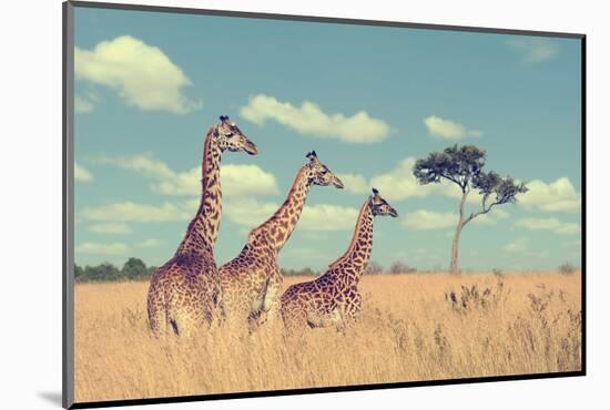 Group Giraffe in National Park of Kenya, Africa-Volodymyr Burdiak-Mounted Photographic Print