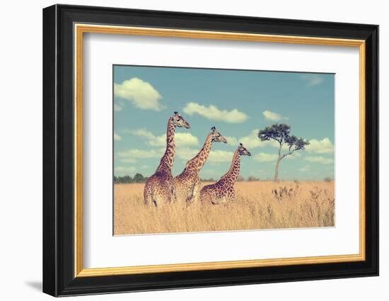 Group Giraffe in National Park of Kenya, Africa-Volodymyr Burdiak-Framed Photographic Print