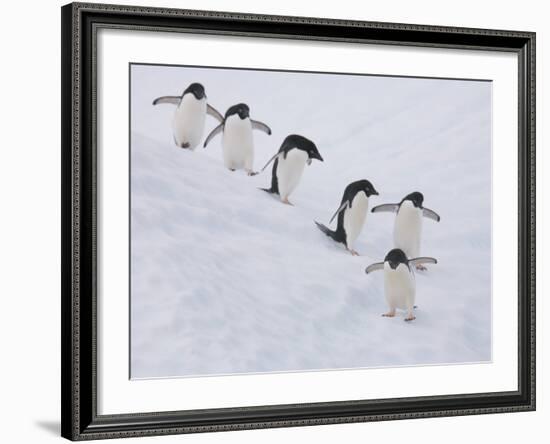 Group of Adelie Penguins at Steep Face of an Iceberg, Antarctic Peninsula-Hugh Rose-Framed Photographic Print