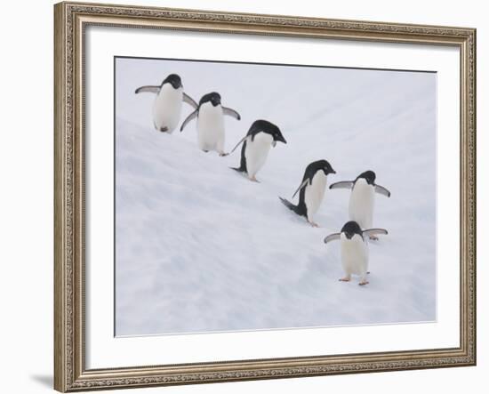 Group of Adelie Penguins at Steep Face of an Iceberg, Antarctic Peninsula-Hugh Rose-Framed Photographic Print