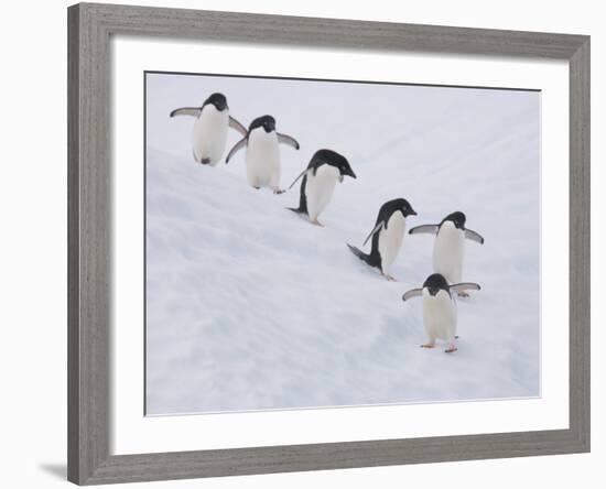 Group of Adelie Penguins at Steep Face of an Iceberg, Antarctic Peninsula-Hugh Rose-Framed Photographic Print