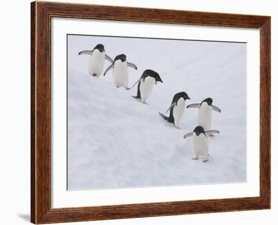 Group of Adelie Penguins at Steep Face of an Iceberg, Antarctic Peninsula-Hugh Rose-Framed Photographic Print