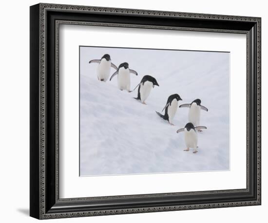 Group of Adelie Penguins at Steep Face of an Iceberg, Antarctic Peninsula-Hugh Rose-Framed Photographic Print