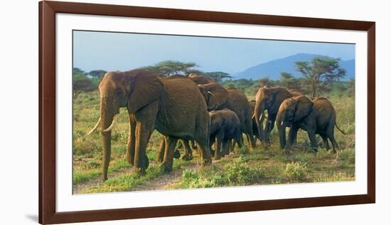 Group of African Bush Elephants on the Move in Samburu National Reserve, Kenya-John Alves-Framed Photographic Print