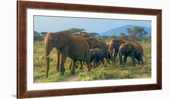 Group of African Bush Elephants on the Move in Samburu National Reserve, Kenya-John Alves-Framed Photographic Print