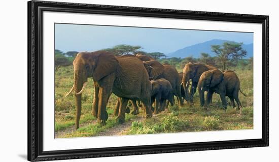 Group of African Bush Elephants on the Move in Samburu National Reserve, Kenya-John Alves-Framed Photographic Print