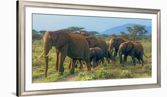 Group of African Bush Elephants on the Move in Samburu National Reserve, Kenya-John Alves-Framed Photographic Print