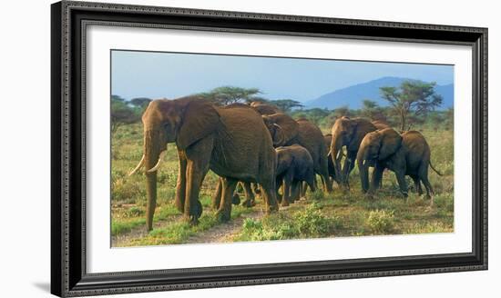 Group of African Bush Elephants on the Move in Samburu National Reserve, Kenya-John Alves-Framed Photographic Print