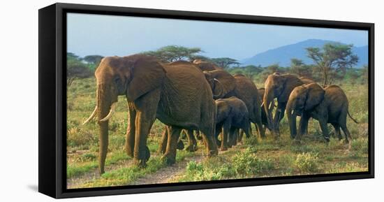 Group of African Bush Elephants on the Move in Samburu National Reserve, Kenya-John Alves-Framed Premier Image Canvas