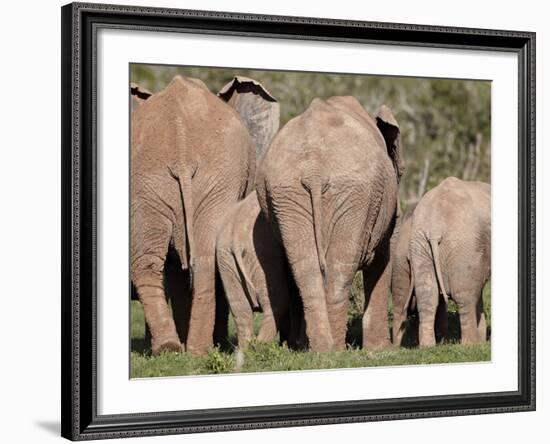 Group of African Elephant (Loxodonta Africana) from the Rear, Addo Elephant National Park, South Af-James Hager-Framed Photographic Print