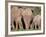 Group of African Elephant (Loxodonta Africana) from the Rear, Addo Elephant National Park, South Af-James Hager-Framed Photographic Print