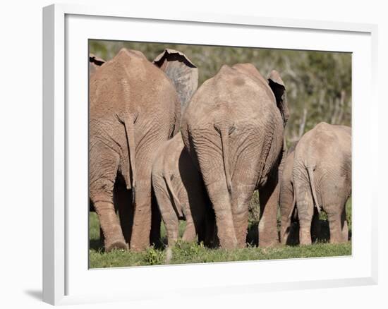 Group of African Elephant (Loxodonta Africana) from the Rear, Addo Elephant National Park, South Af-James Hager-Framed Photographic Print