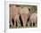 Group of African Elephant (Loxodonta Africana) from the Rear, Addo Elephant National Park, South Af-James Hager-Framed Photographic Print