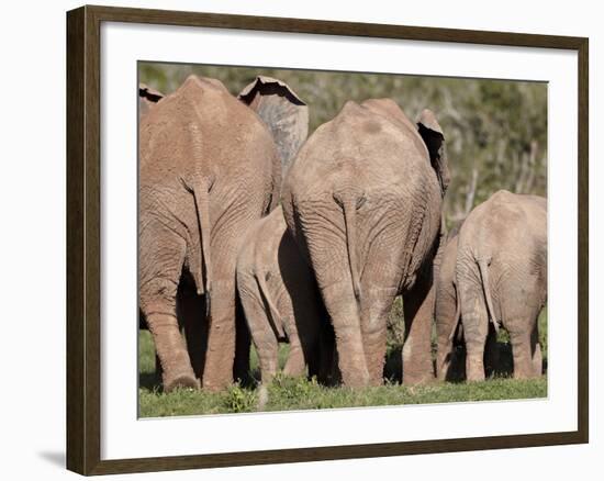 Group of African Elephant (Loxodonta Africana) from the Rear, Addo Elephant National Park, South Af-James Hager-Framed Photographic Print