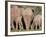 Group of African Elephant (Loxodonta Africana) from the Rear, Addo Elephant National Park, South Af-James Hager-Framed Photographic Print