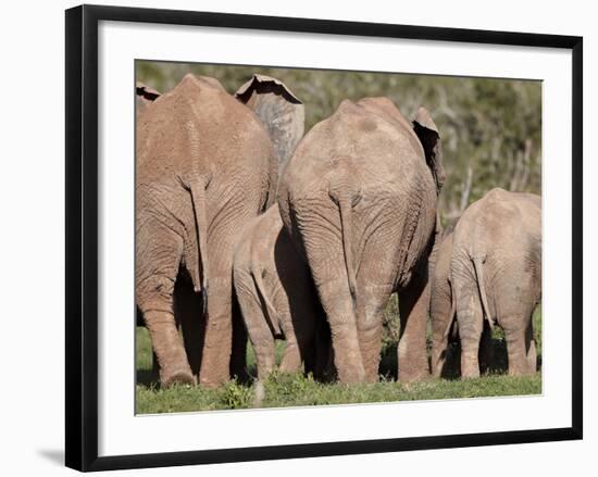 Group of African Elephant (Loxodonta Africana) from the Rear, Addo Elephant National Park, South Af-James Hager-Framed Photographic Print