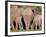 Group of African Elephant (Loxodonta Africana) from the Rear, Addo Elephant National Park, South Af-James Hager-Framed Photographic Print
