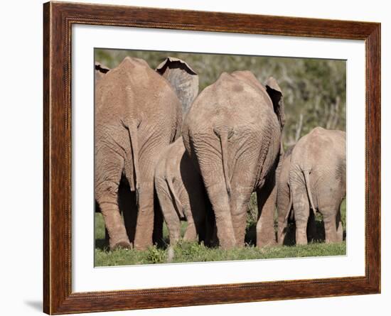 Group of African Elephant (Loxodonta Africana) from the Rear, Addo Elephant National Park, South Af-James Hager-Framed Photographic Print