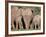 Group of African Elephant (Loxodonta Africana) from the Rear, Addo Elephant National Park, South Af-James Hager-Framed Photographic Print