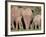 Group of African Elephant (Loxodonta Africana) from the Rear, Addo Elephant National Park, South Af-James Hager-Framed Photographic Print