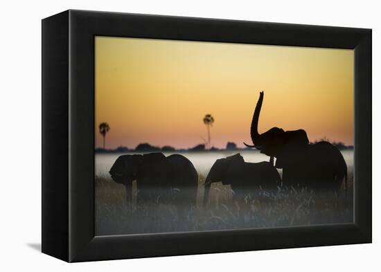 Group Of African Elephants (Loxodonta Africana) Silhouetted At Sunrise, Okavango Delta, Botswana-Wim van den Heever-Framed Premier Image Canvas