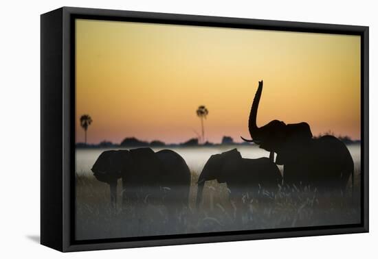 Group Of African Elephants (Loxodonta Africana) Silhouetted At Sunrise, Okavango Delta, Botswana-Wim van den Heever-Framed Premier Image Canvas