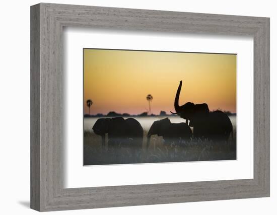 Group Of African Elephants (Loxodonta Africana) Silhouetted At Sunrise, Okavango Delta, Botswana-Wim van den Heever-Framed Photographic Print