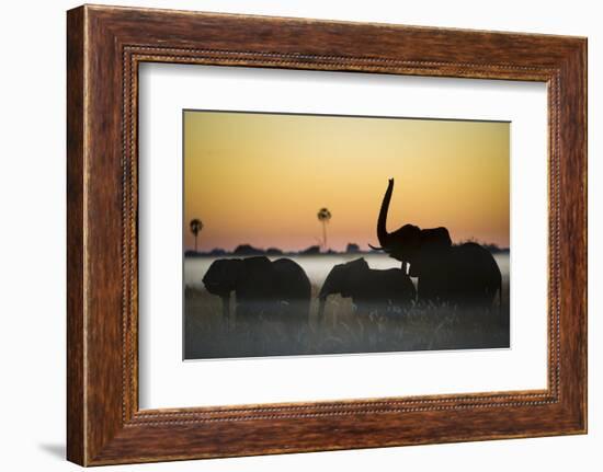 Group Of African Elephants (Loxodonta Africana) Silhouetted At Sunrise, Okavango Delta, Botswana-Wim van den Heever-Framed Photographic Print