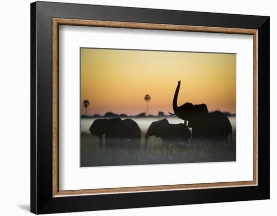 Group Of African Elephants (Loxodonta Africana) Silhouetted At Sunrise, Okavango Delta, Botswana-Wim van den Heever-Framed Photographic Print