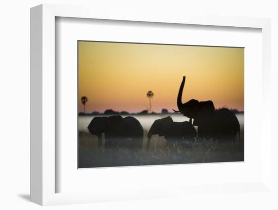 Group Of African Elephants (Loxodonta Africana) Silhouetted At Sunrise, Okavango Delta, Botswana-Wim van den Heever-Framed Photographic Print