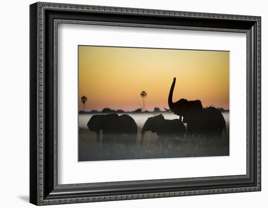Group Of African Elephants (Loxodonta Africana) Silhouetted At Sunrise, Okavango Delta, Botswana-Wim van den Heever-Framed Photographic Print