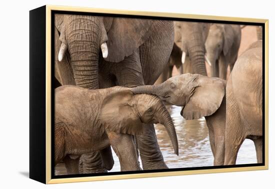 Group of African elephants with baby (Loxodonta africana), Serengeti National Park, Tanzania, East -null-Framed Premier Image Canvas