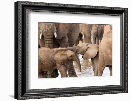 Group of African elephants with baby (Loxodonta africana), Serengeti National Park, Tanzania, East -null-Framed Photographic Print