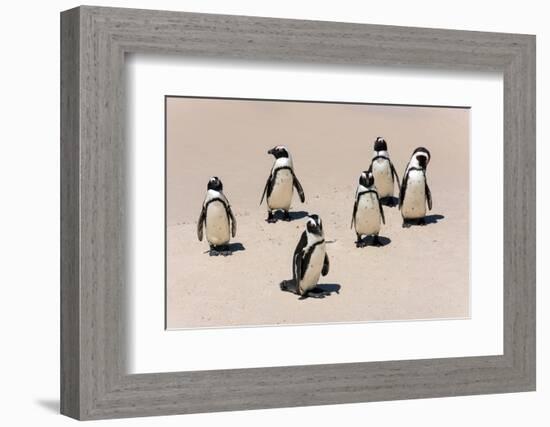 Group of African Penguins-Catharina Lux-Framed Photographic Print