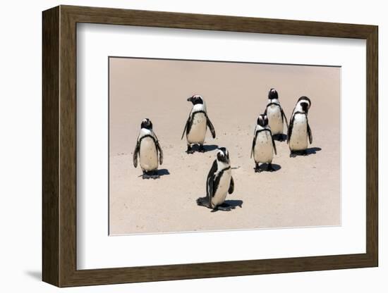 Group of African Penguins-Catharina Lux-Framed Photographic Print