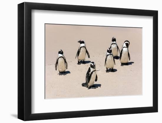 Group of African Penguins-Catharina Lux-Framed Photographic Print