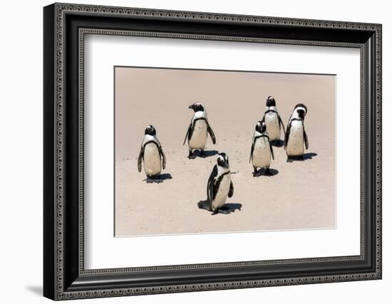 Group of African Penguins-Catharina Lux-Framed Photographic Print