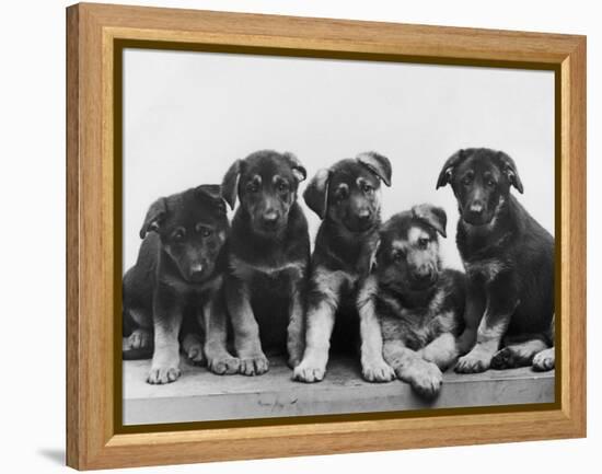 Group of Alsatian Puppies-Thomas Fall-Framed Premier Image Canvas