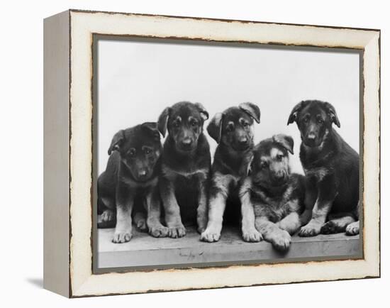 Group of Alsatian Puppies-Thomas Fall-Framed Premier Image Canvas