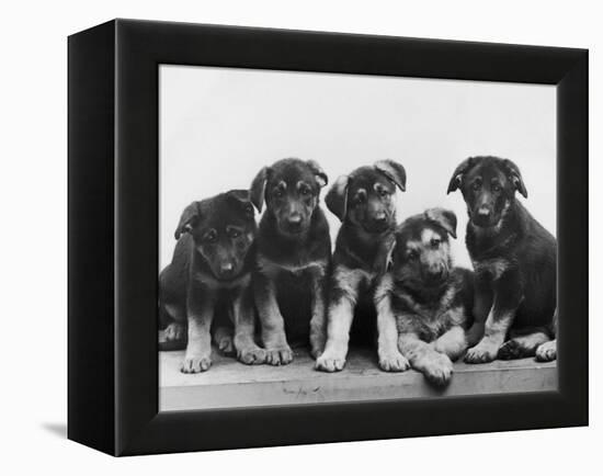 Group of Alsatian Puppies-Thomas Fall-Framed Premier Image Canvas