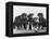 Group of Alsatian Puppies-Thomas Fall-Framed Premier Image Canvas