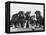 Group of Alsatian Puppies-Thomas Fall-Framed Premier Image Canvas